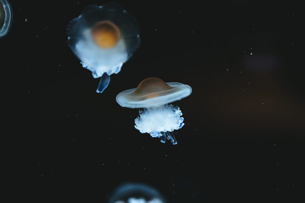 Photo Space opera