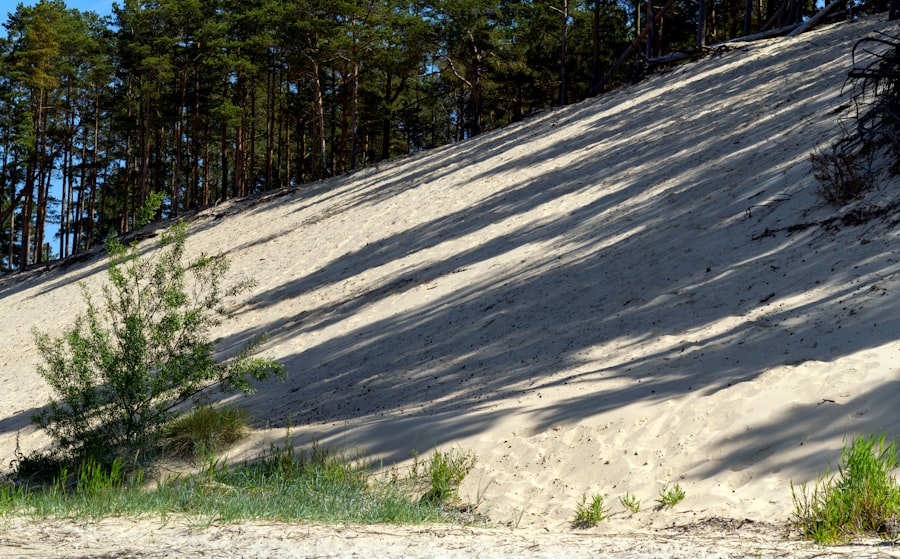 Photo Dune cover