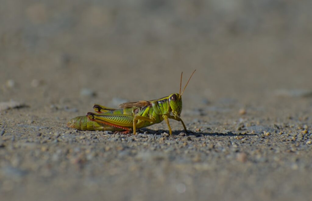 Photo Alien creature